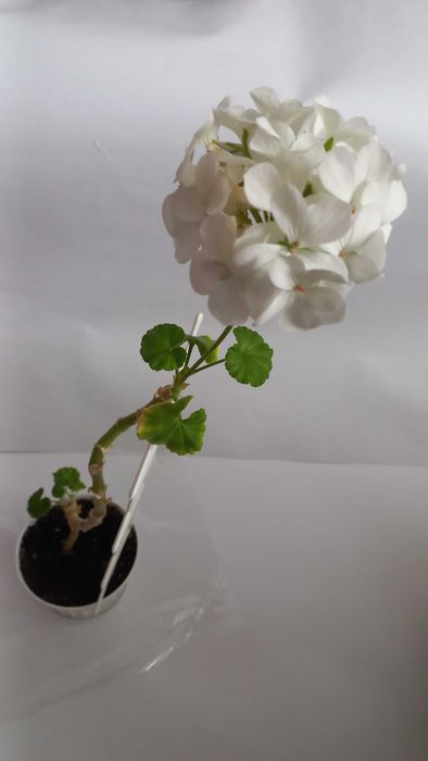 Герань калачики пеларгонія