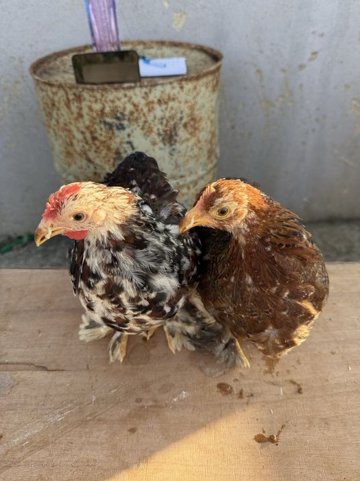 Casais Pekin 2025