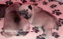 Mops suczka ZKwP (FCI)