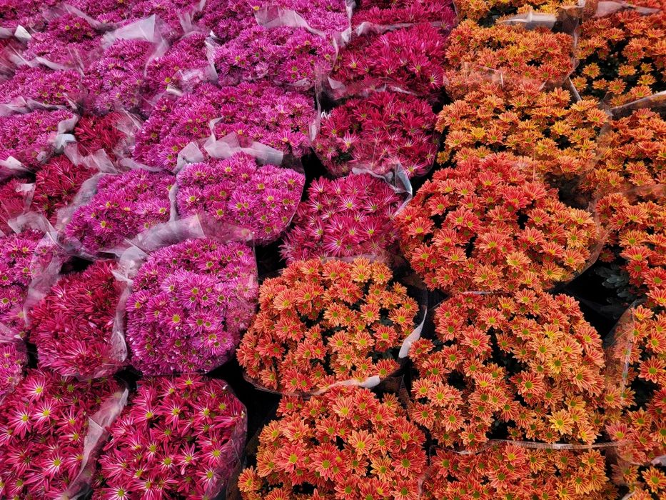 Chryzantemy Wielkokwiatowe * Średniokwiatowe *ANASTAZJA*IRINA*ROSELA*