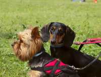 Cachorrinhos porte pequeno adopção