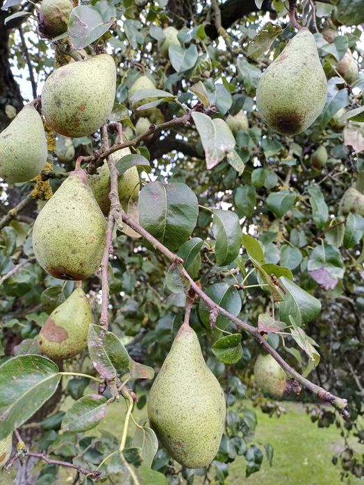 Gruszki ekologiczne, bardzo stara odmiana
