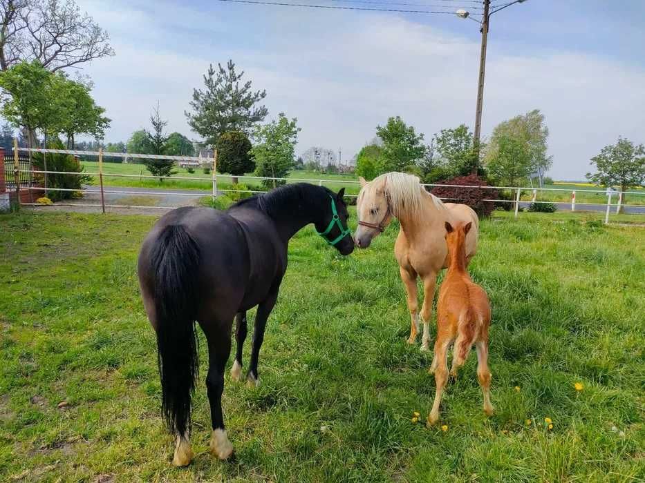 kuc walijski ‼️ 2 lata ‼️ WELSH COB PONY kucyk MEGA GŁOWA dla dzieci