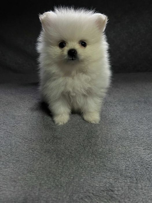 Pomeranian Szpic Miniaturowy Piesek Suczka