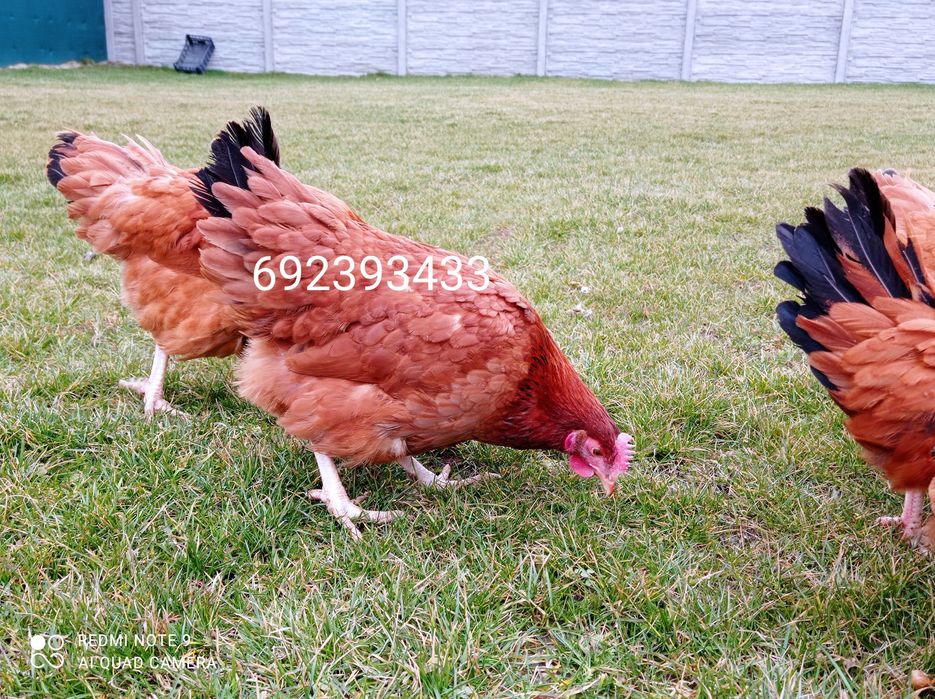 Rossa młode kurki kokoszki rosa , leghorn kury, zielononóżki-Wysylamy