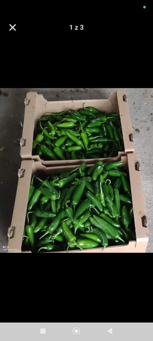 Papryka jalapeno zielona 10 kilogramów