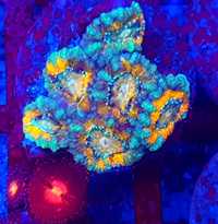 Acanthastrea lordhowensis multicolor. Koralowiec LPS. Akwarium morskie