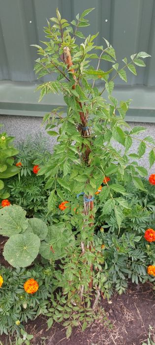 Кампсис вкорінюваний (текома)