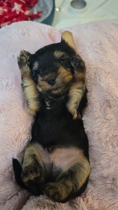 Yorkshire Terrier czarno brązowy piesek (od Biewer)