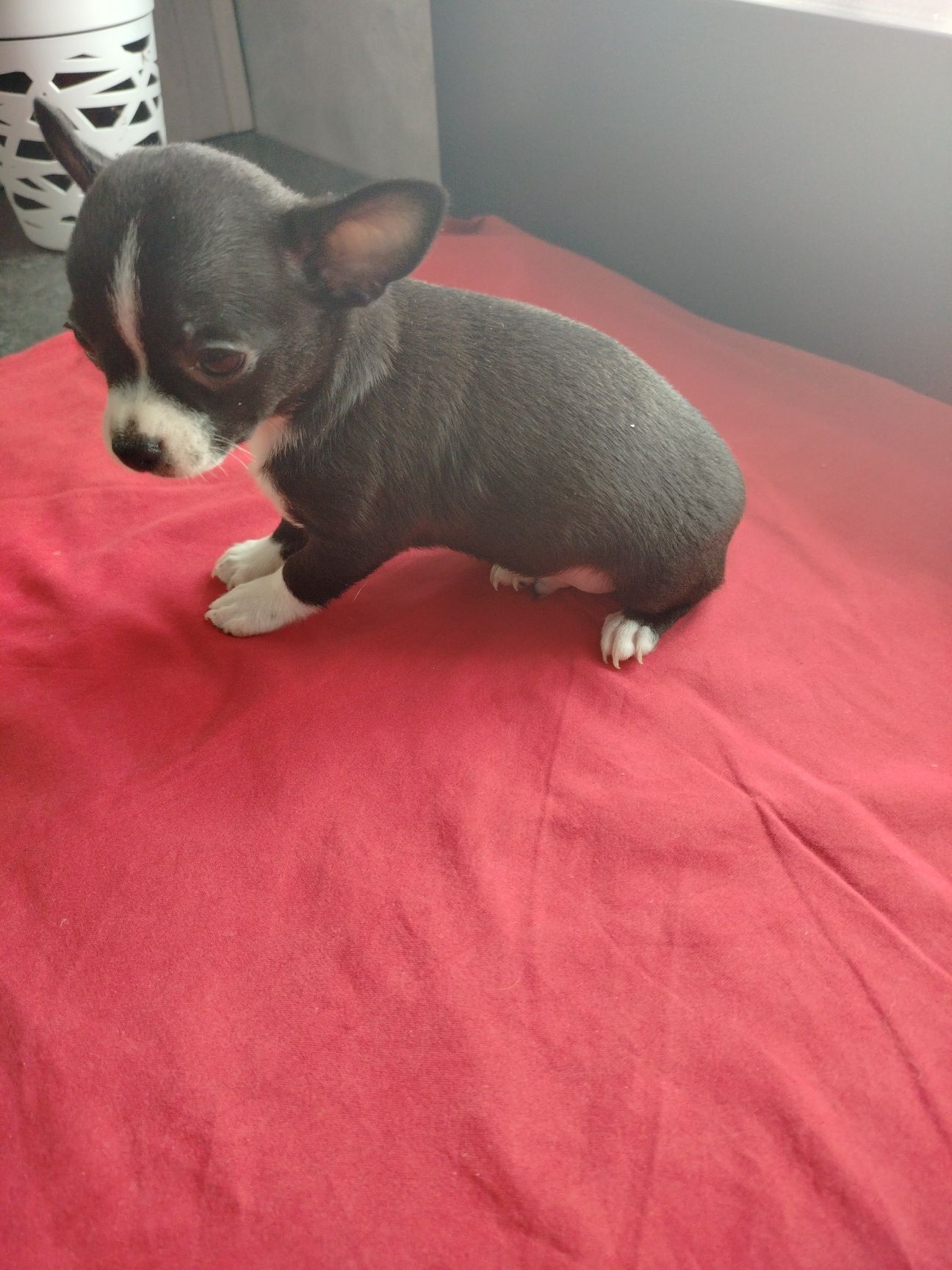 Chihuahua piesek