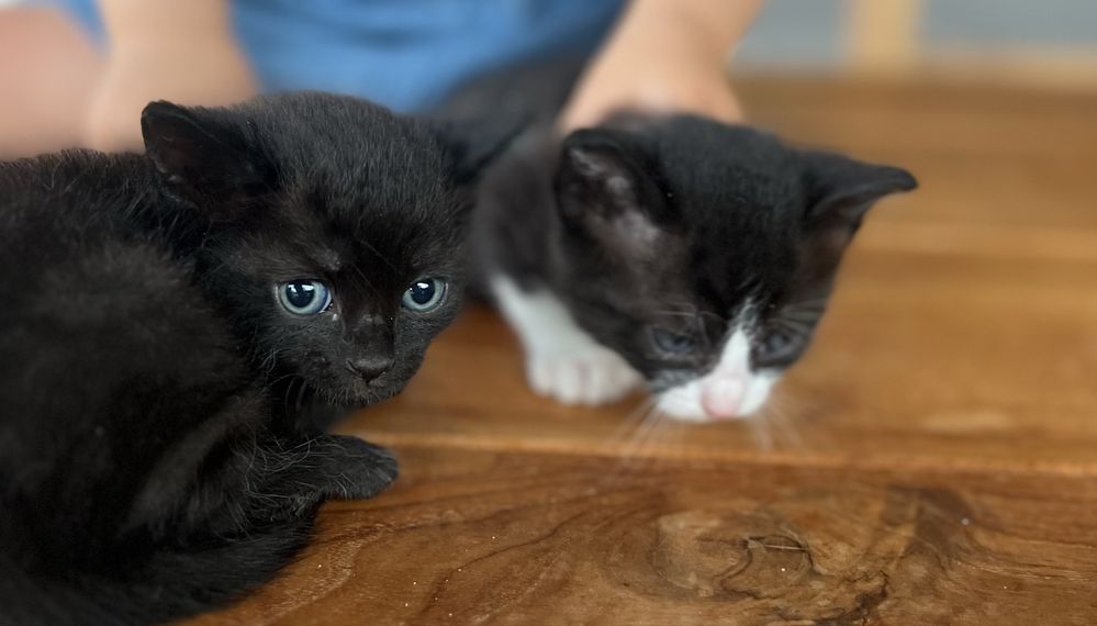 Oferecemos gatos