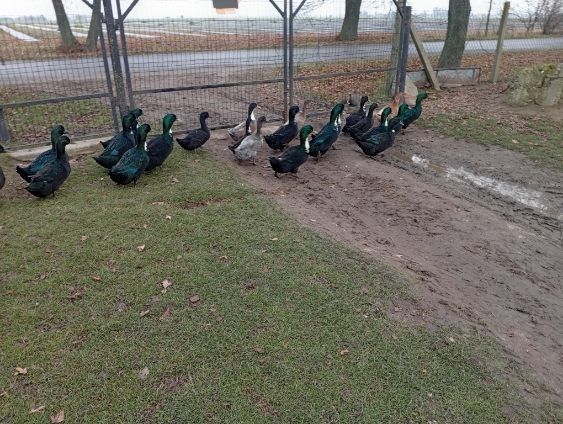 Sprzedam kaczki i kaczory