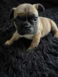 Buldog francuski uroczy piesek