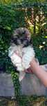 Suczka Shih-tzu.