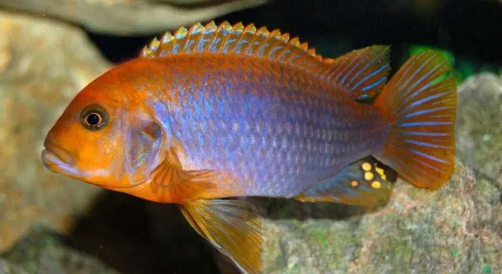 Pyszczak rdzawy - Iodotropheus sprengerae - dowóz, wysyłka