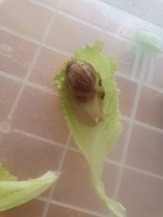 ПРОДАМ улиток Ахатин