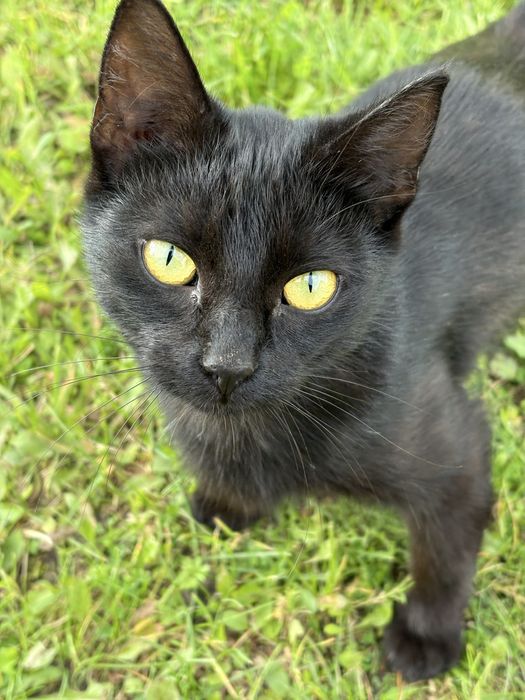 Mloda kotka szuka domu