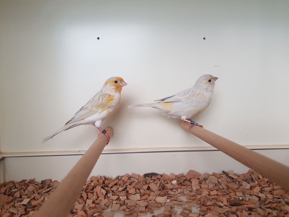 Kanarek mozaika opalowa