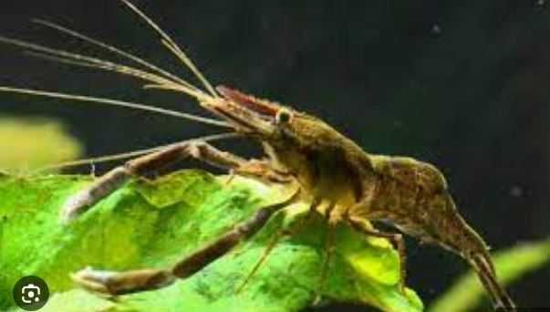 Аквариумная креветка   пресноводная Макробрахиум санитар