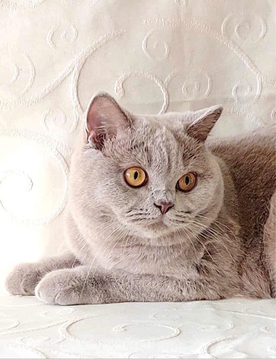 Британське чистокровне кошеня