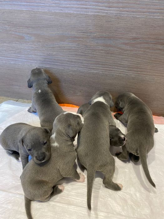 Хто хоче поповнення радощів в сімʼю ?