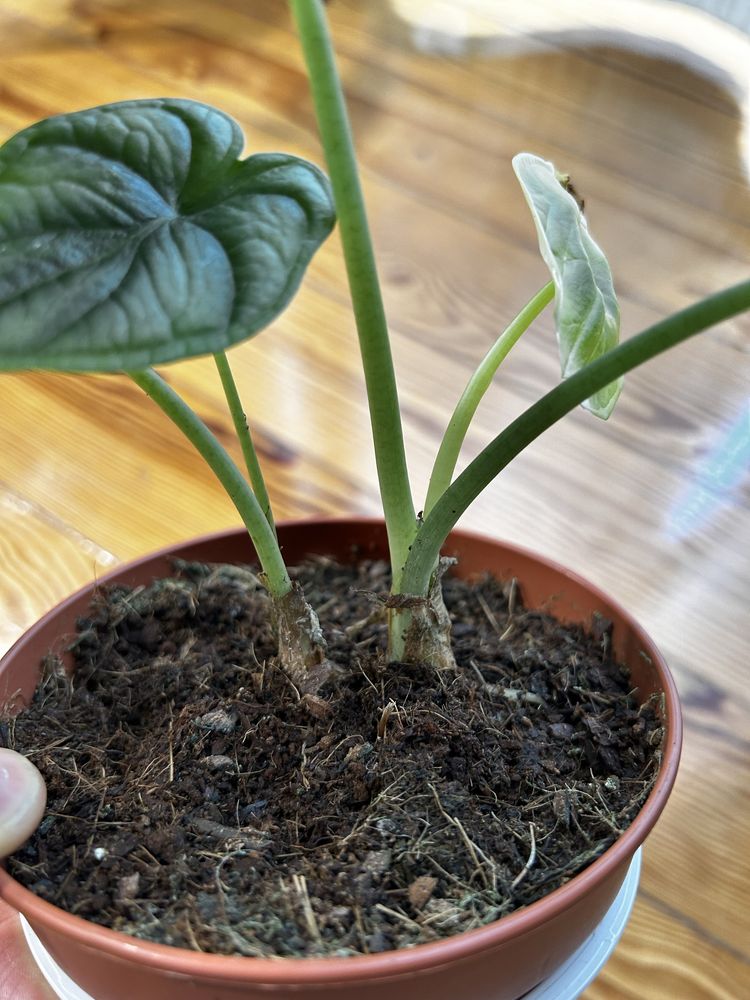 Planta Alocasia Dragon Scale