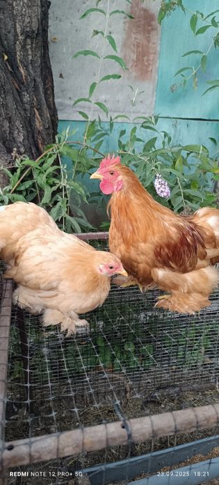 Кохінхін карликовий