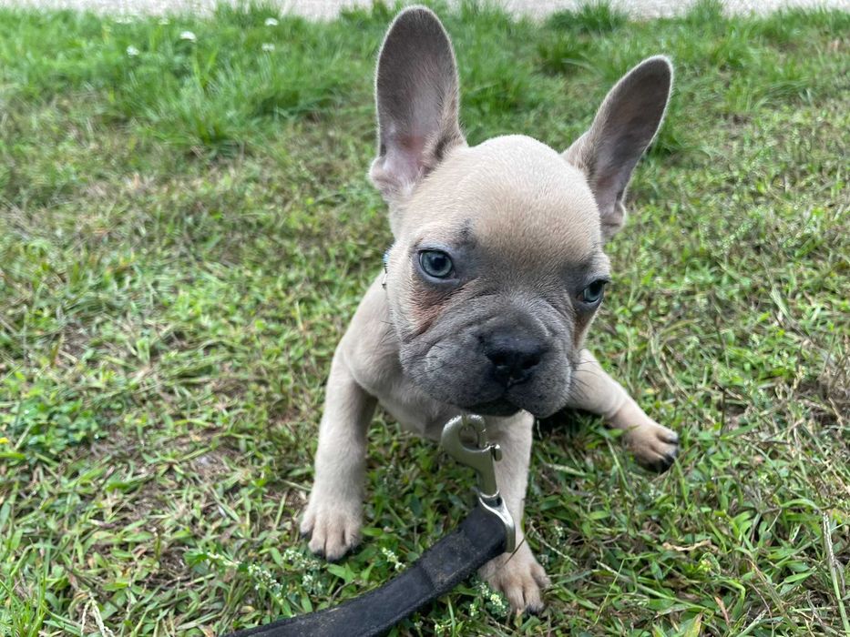 Buldog Francuski, pies Buldoga Francuskiego nie SUKA