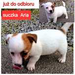 Suczka Aria Jack Russell do odbioru krótkie nózki RODZICE W HODOWLI