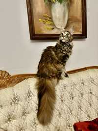 Kotka Maine Coon