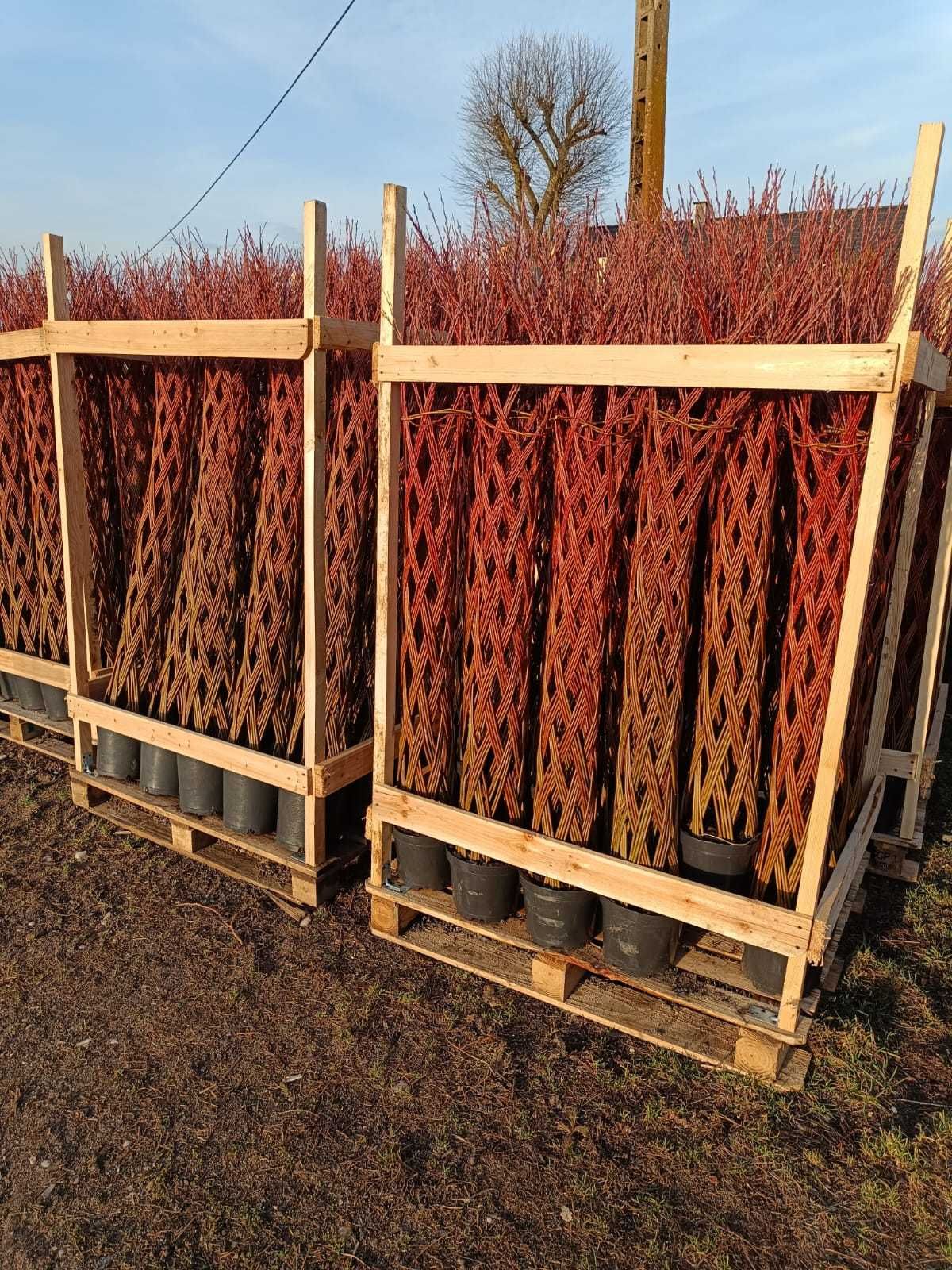 Wierzba pleciona 160/180 cm