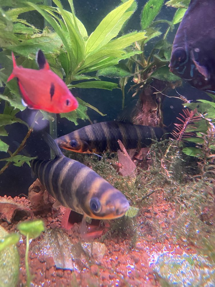 Leporinus fasciatus