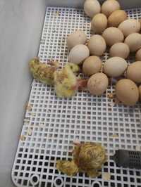 Яйце інкубаційне Адлір сріблястий по супер ціні