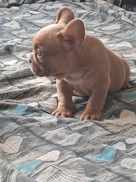 Szczeniak buldog francuski