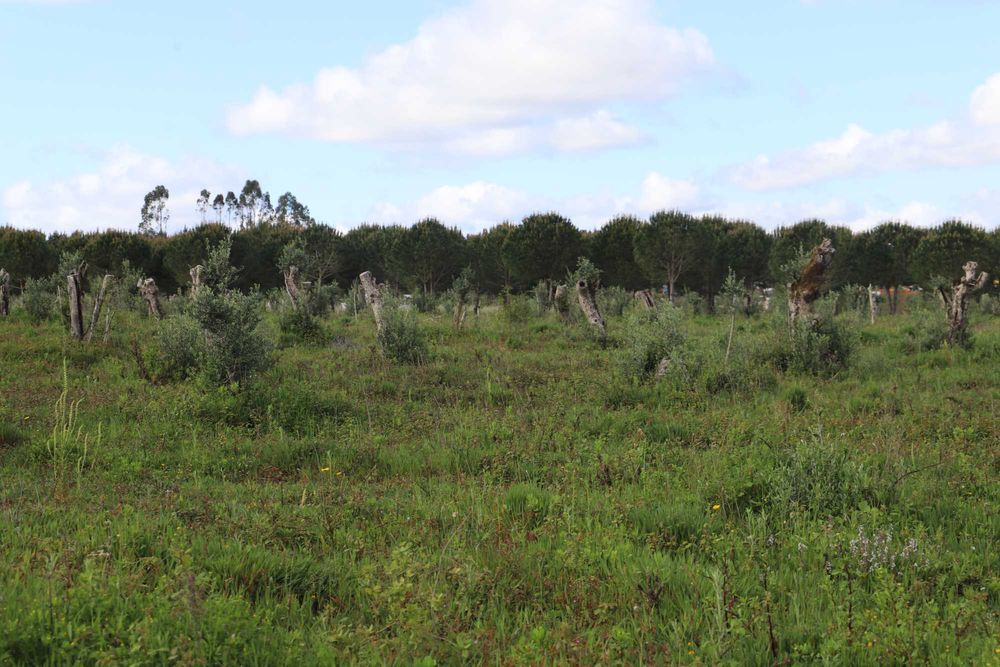 Oliveiras centenárias de variedade galega - Preços de 75€ - 200€