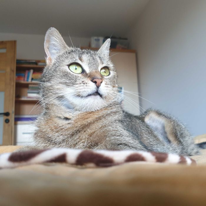 Koko szuka kochającego domku! Stowarzyszenie Częstochowa dla Zwierząt