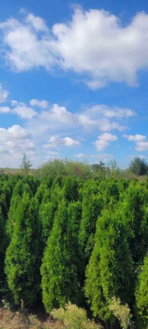 Tuja Thuja  Szmaragd tuje  kopana gruba 140cm 150cm 160 cm Września