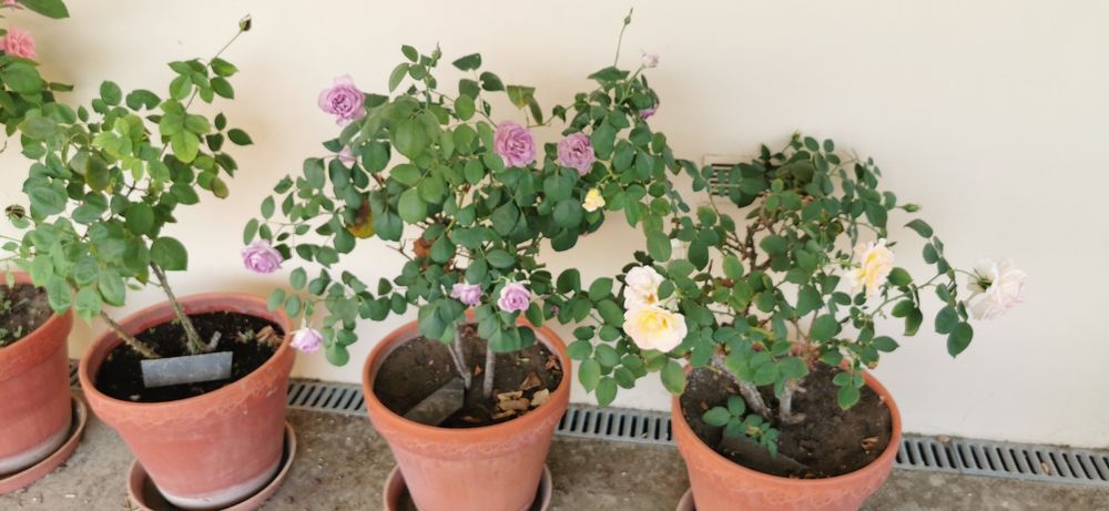 Vaso de barro com rosas