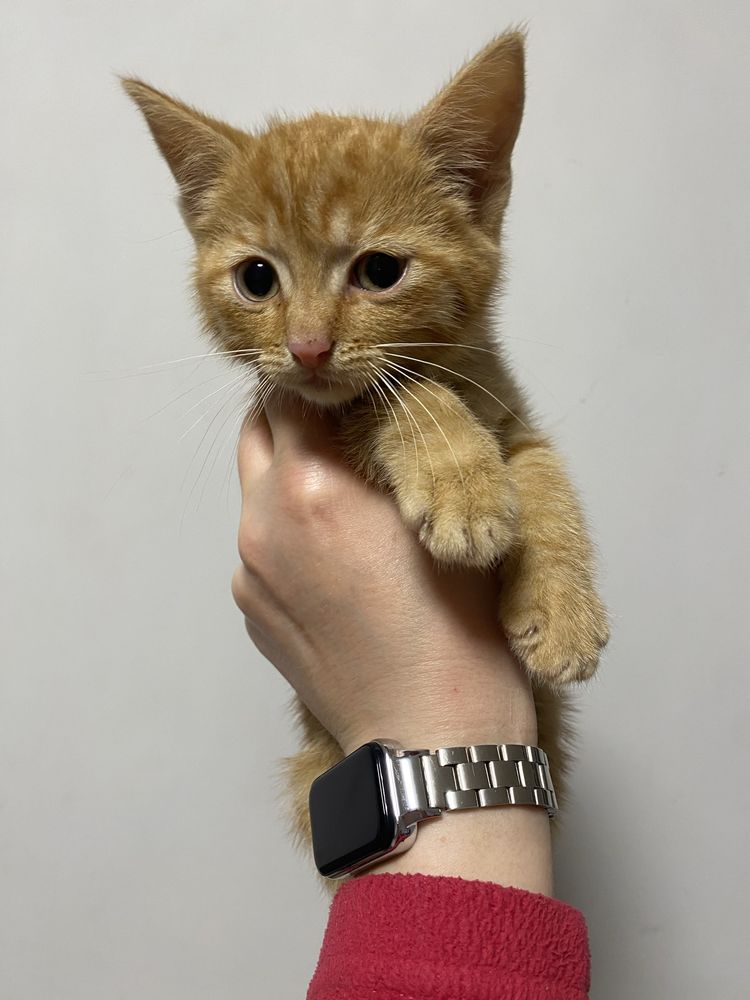 Рыжая кошечка ищет дом