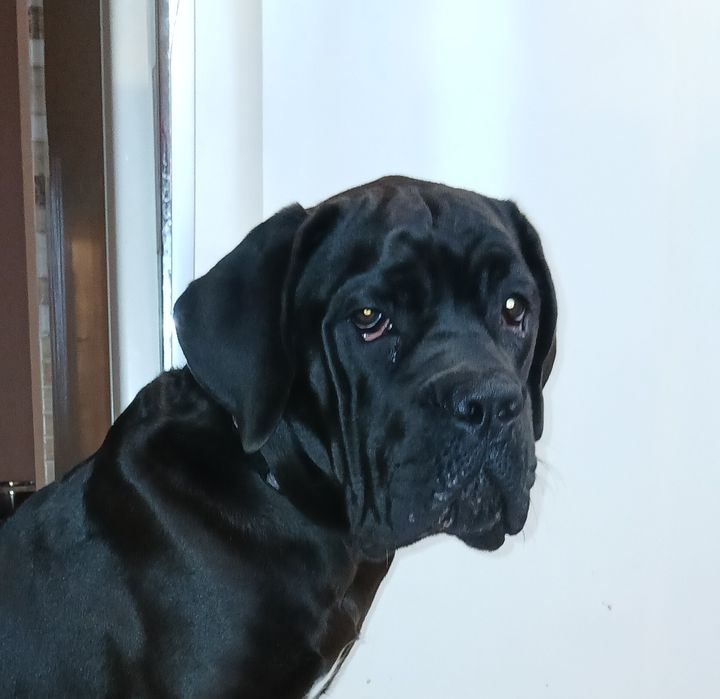 Кане-корсо 7 месяцев, КСУ, девочка