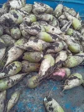 Продам кормовий буряк