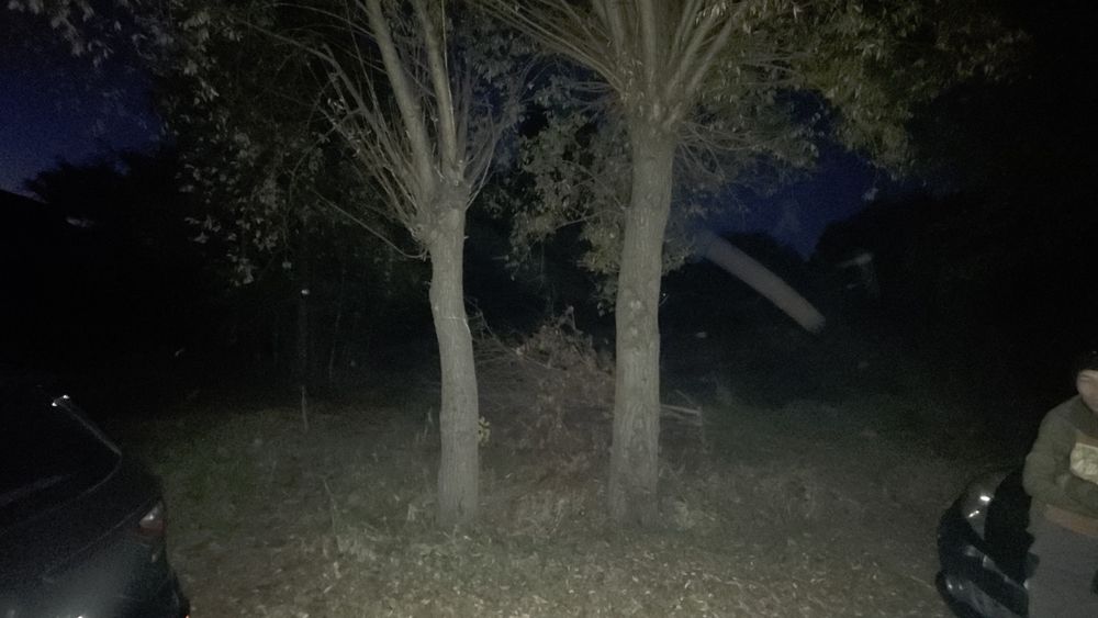 Sprzedam Drzewo około 30m2