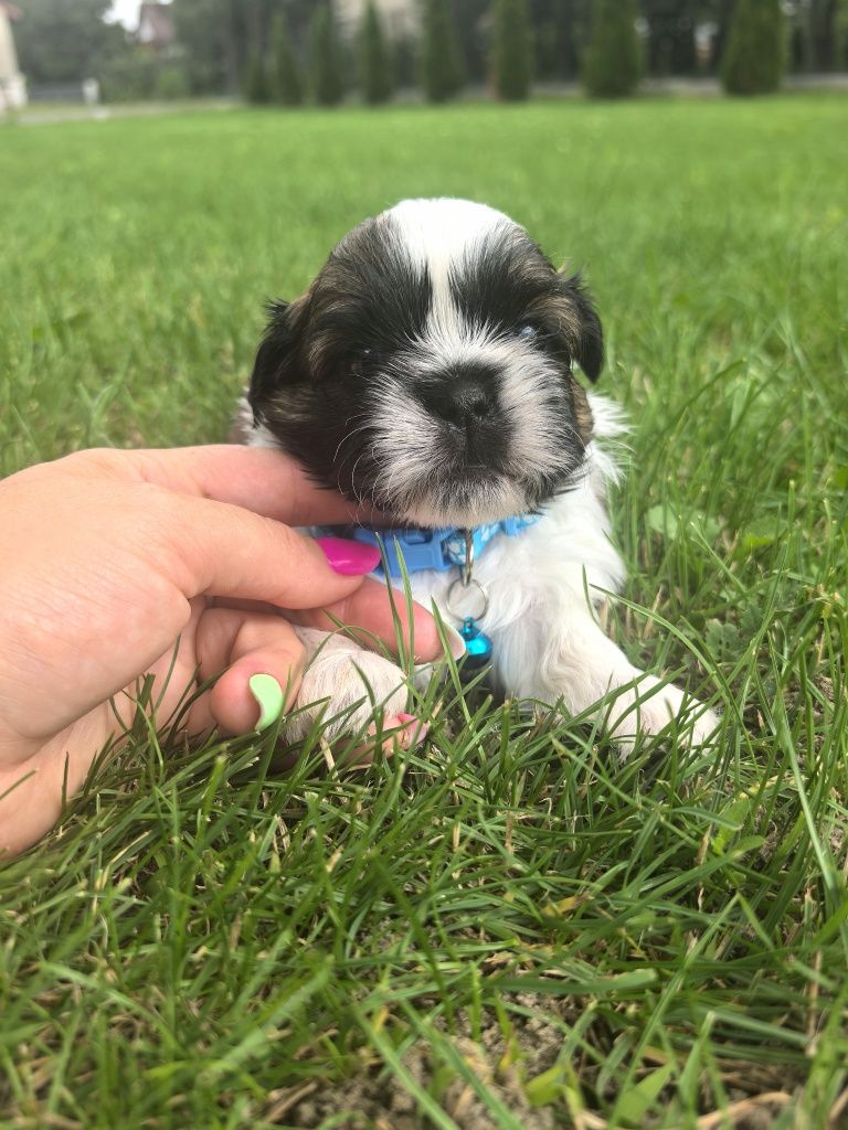 Śliczny szczeniak shih tzu
