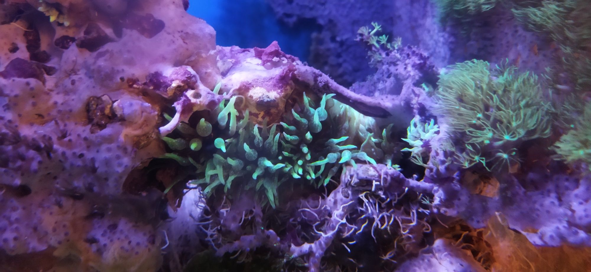 Ukwiały crassa, korale morskie