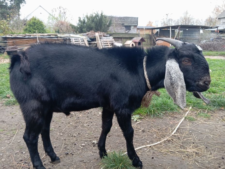 Koziołek Cap krycie