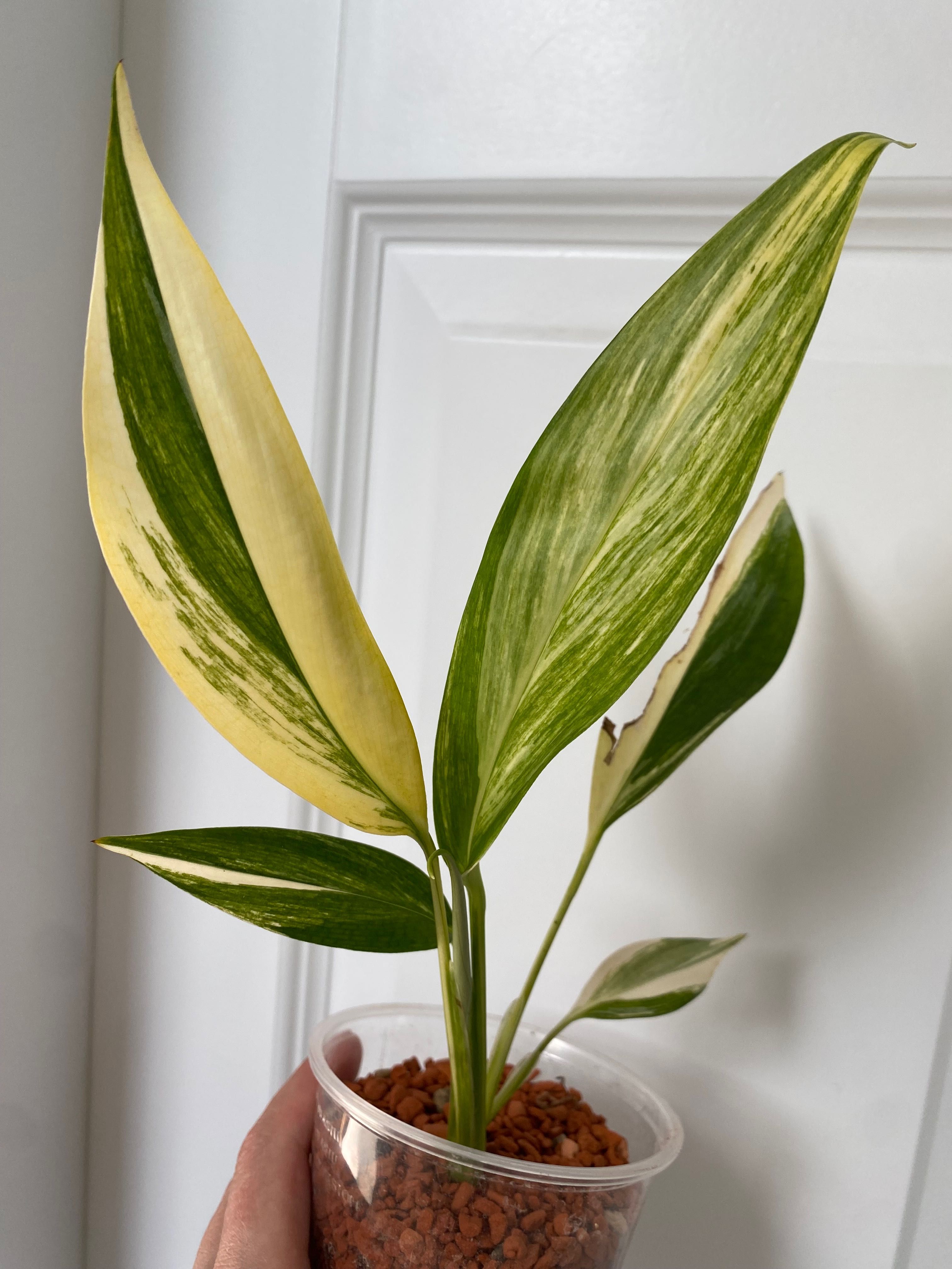 Epipremnum Amplissimum Variegata
