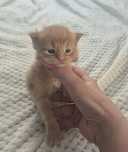 Kocurek Maine coon!!!