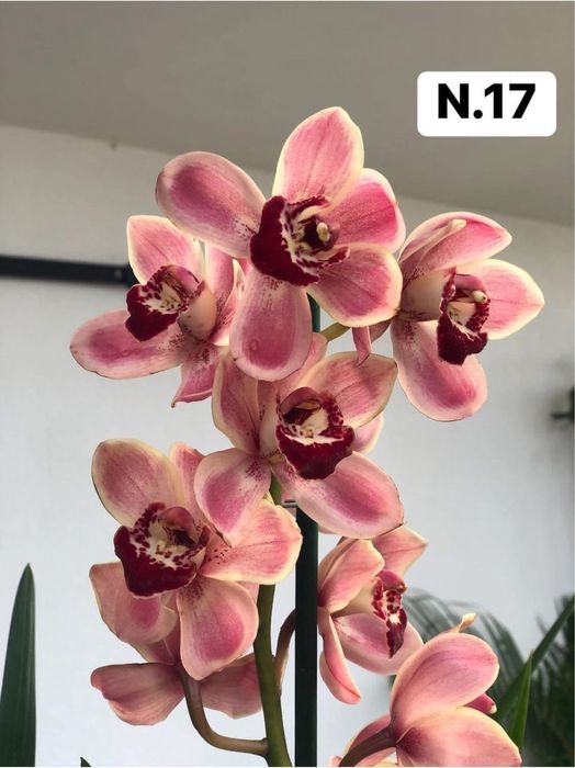 PROMOCÃO NATAL | Orquídeas com 2–4 bolbos