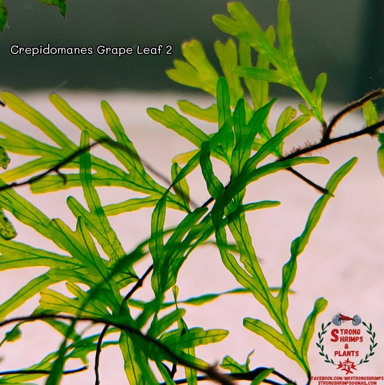 Crepidomanes Grape Leaf 2 Rarytas