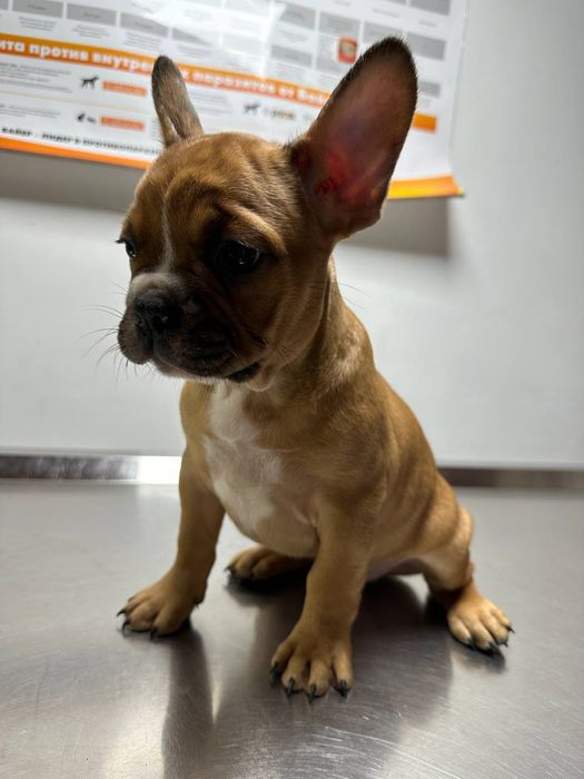 Французький бульдог